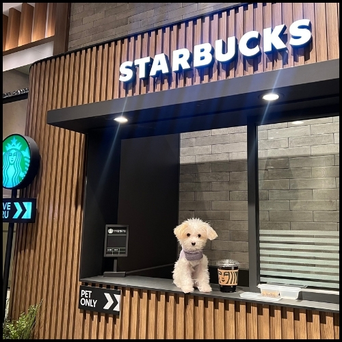 Does Starbucks Allow Dogs?