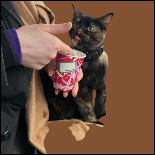 Tips for Giving Your Cat a Puppuccino